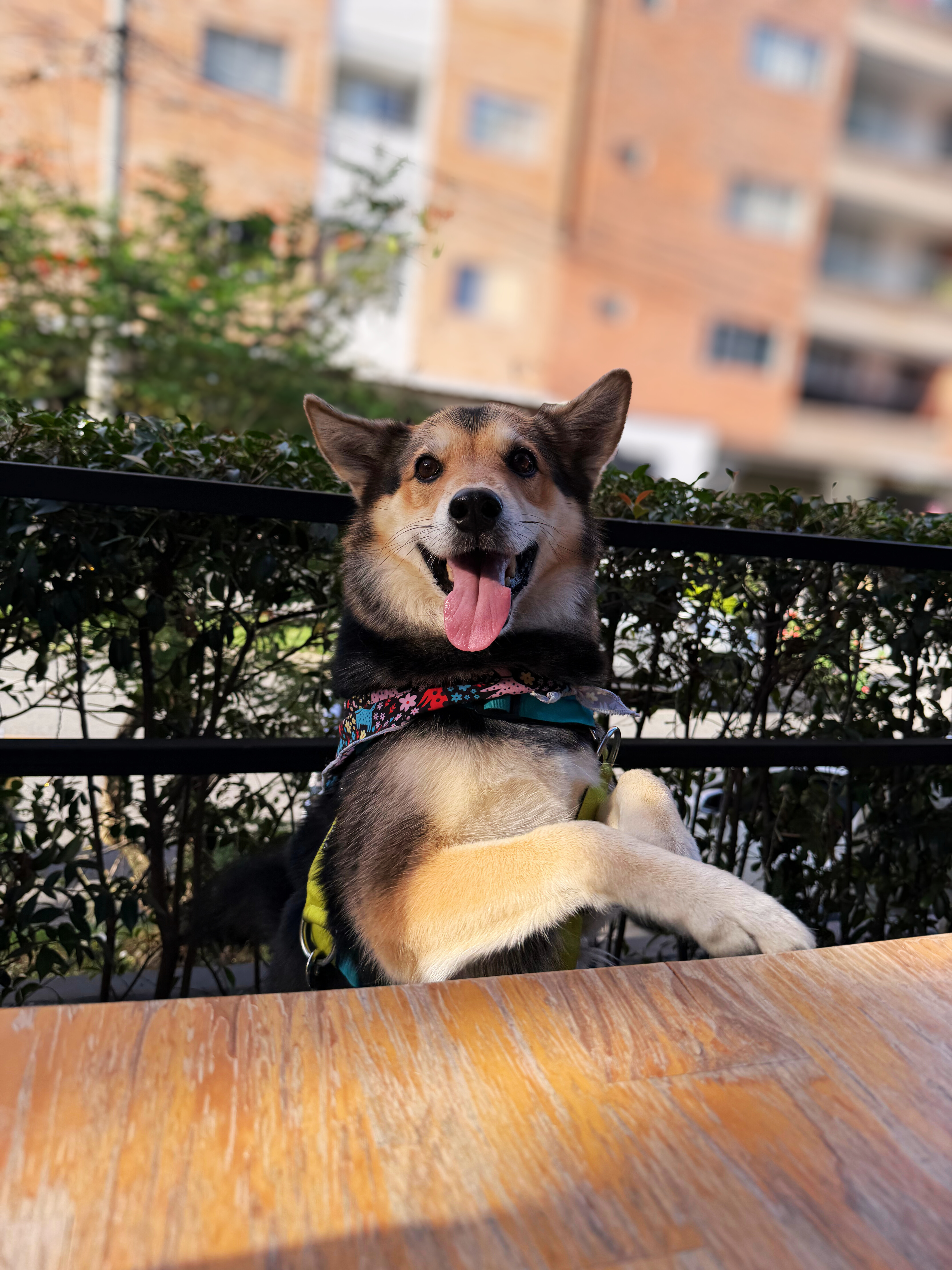 Kiwi - La Resiliente